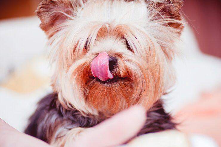 Can Yorkie's eat cheese?