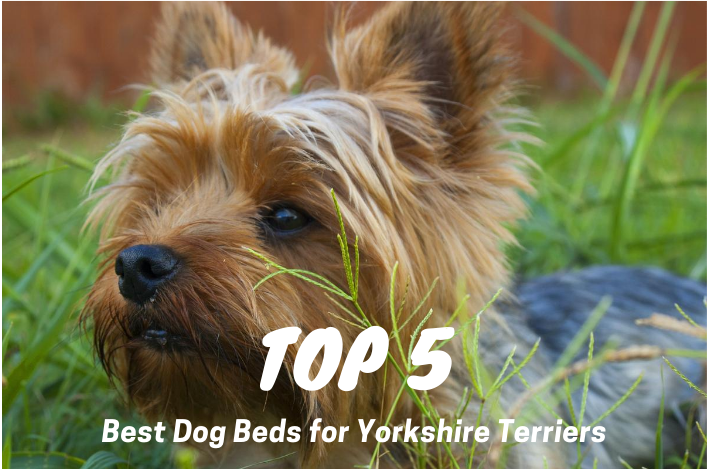 Top 5 Best Dog Beds for Yorkies