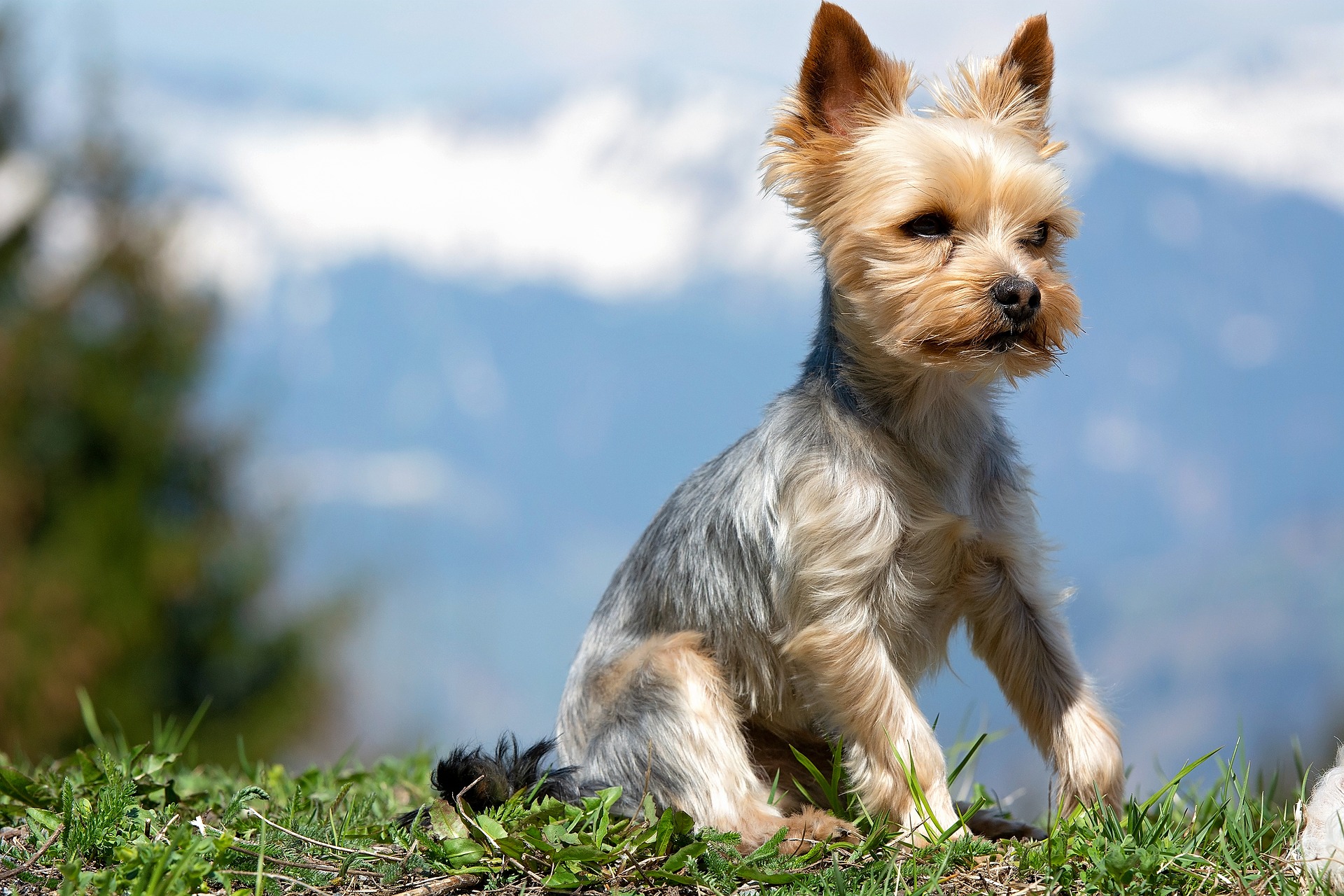 5 ways to train a Yorkie to come