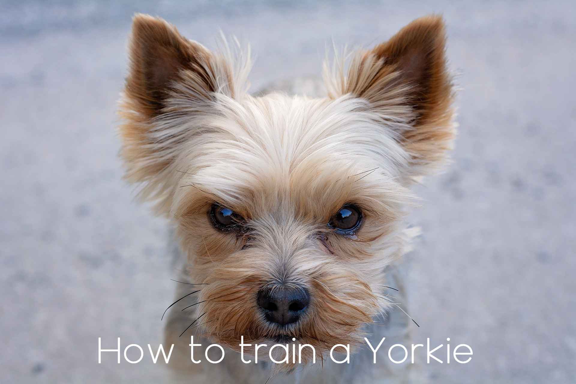 How to train a Yorkie