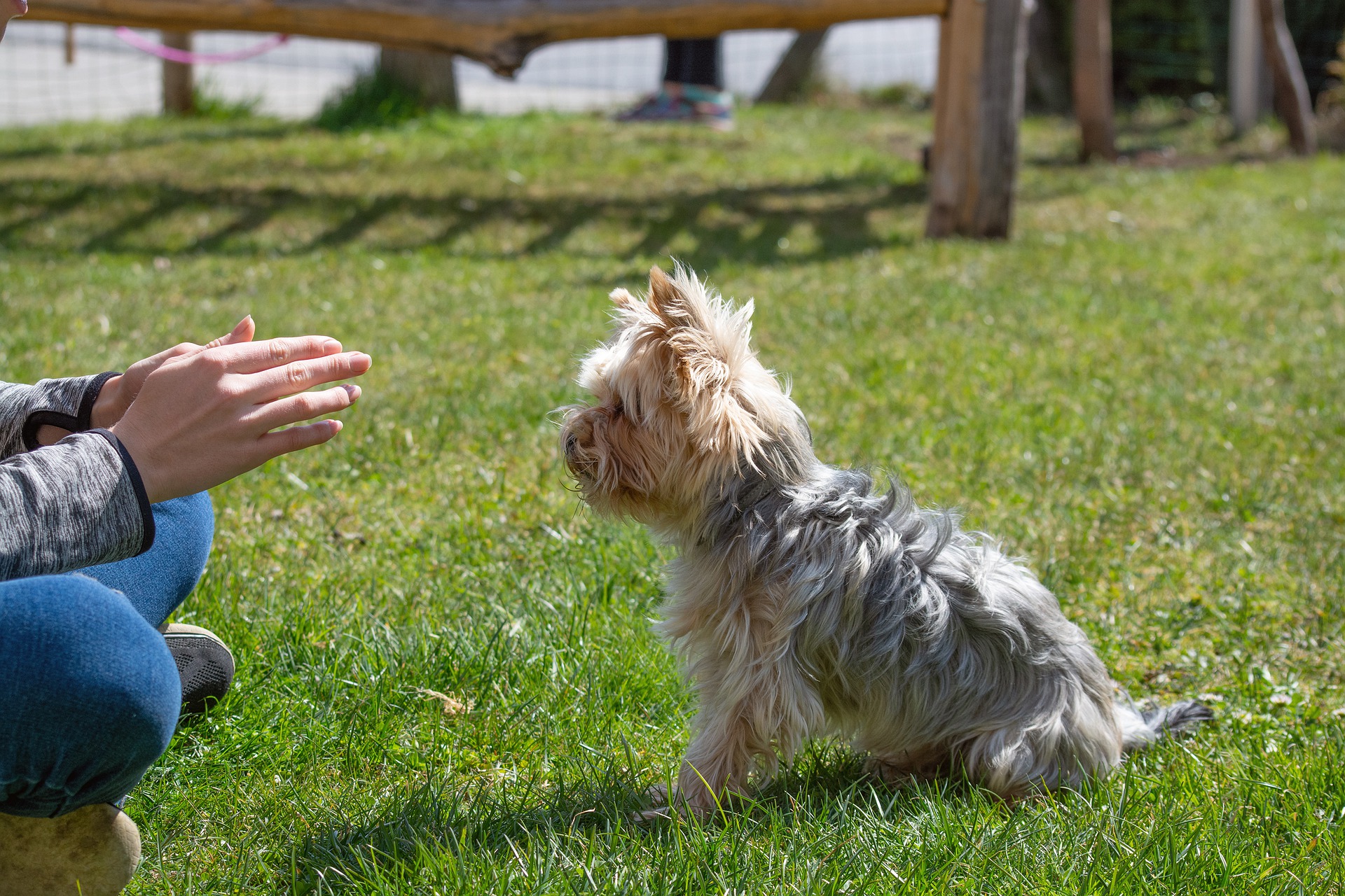 How to train your Yorkie to sit – 3 easy steps