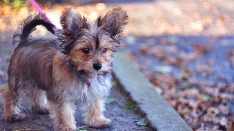 Chorkie Puppies: Temperament and Care Guide