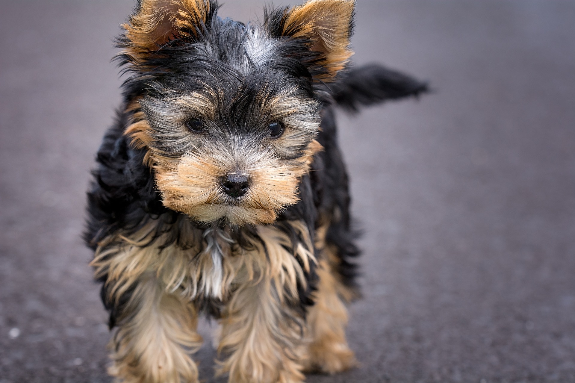 How to stop a Yorkie puppy from biting and chewing