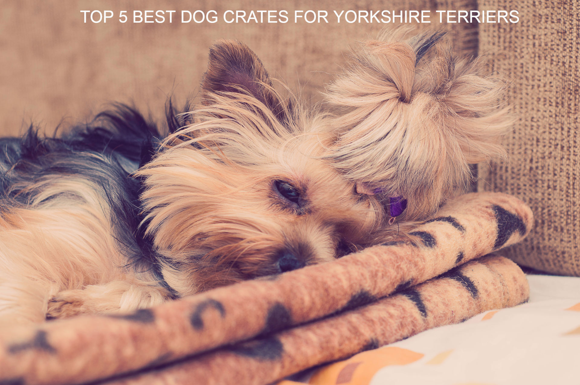 5 Best Dog crates for Yorkshire Terriers