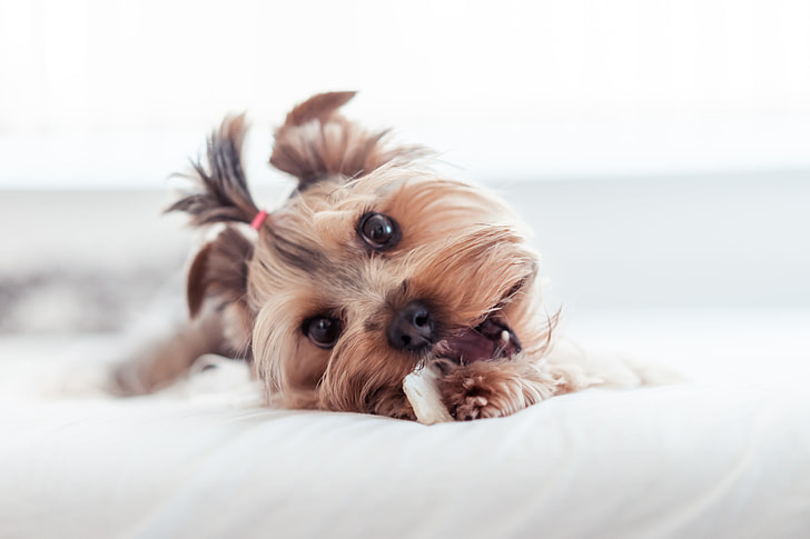 How to care for your Yorkie’s teeth