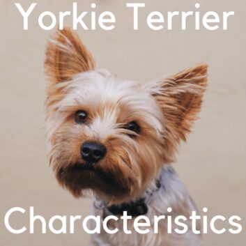 Yorkie Terrier Characteristics
