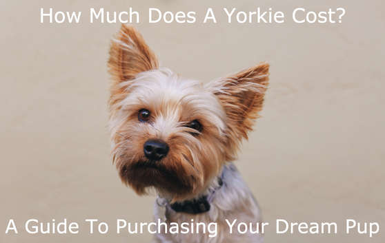 How Much Do Yorkies Cost? (A Guide To Purchasing Your Dream Pup)
