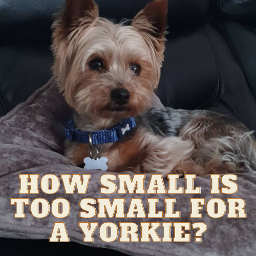 How small is too small for a yorkie