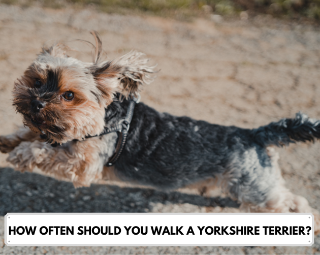 How Often Should You Walk A Yorkshire Terrier? (A  Guide)