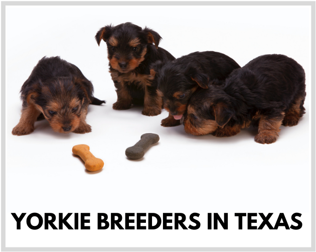 Yorkie Breeders in Texas