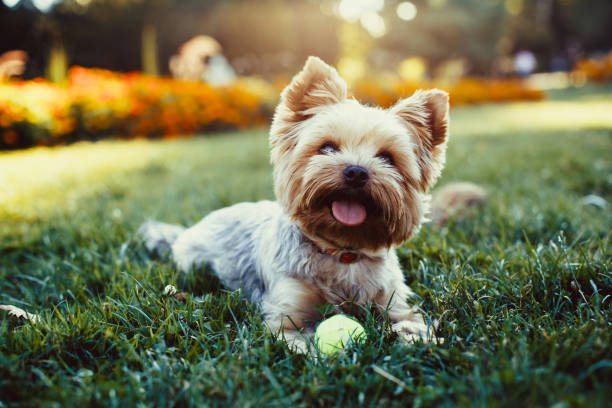 Why Are Yorkies So Popular: 4 Reasons