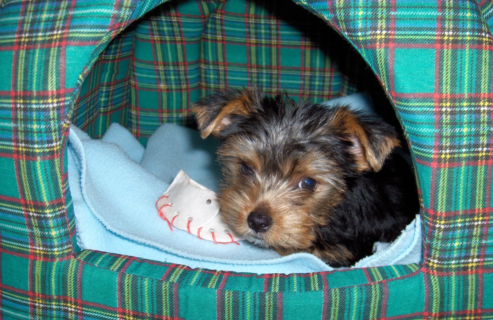 How Long Can A Yorkie Be Left Alone? (My Research)