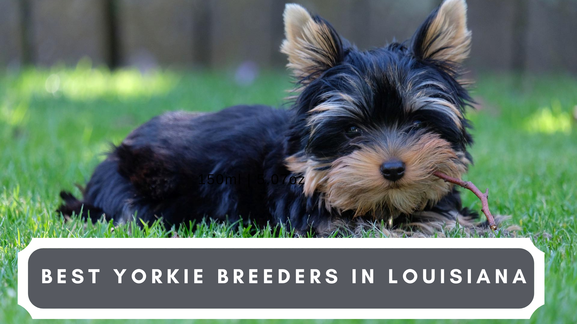 Best Yorkie Breeders in Louisiana (2022)