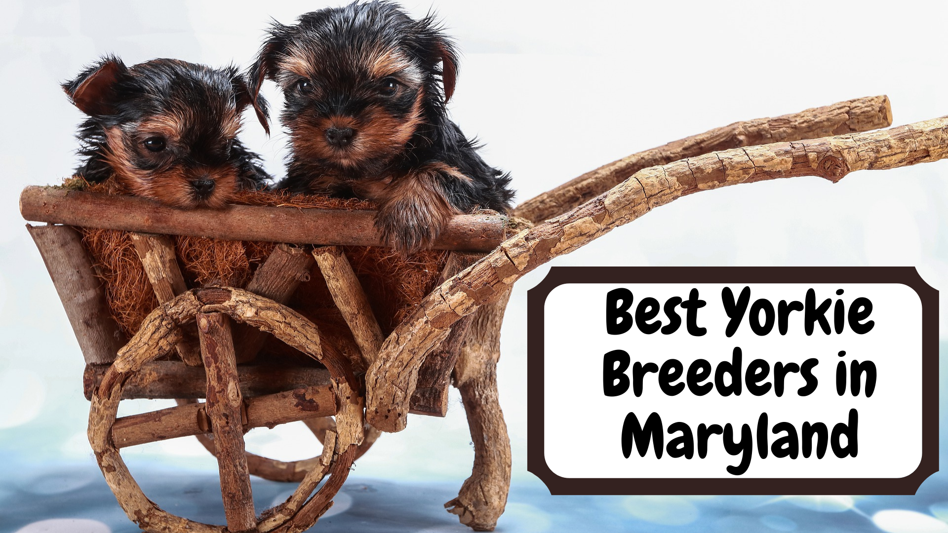 Best Yorkie Breeders in Maryland
