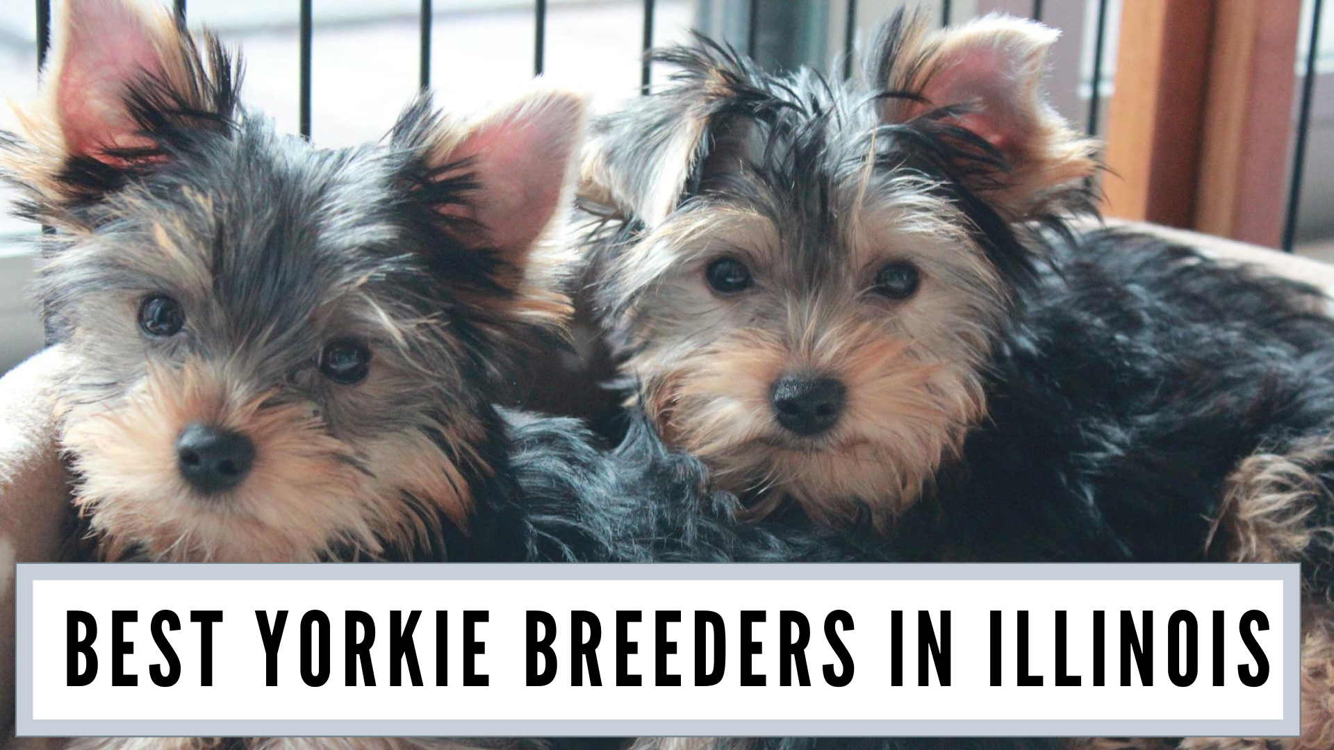 Best Yorkie breeders in Illinois (2022)
