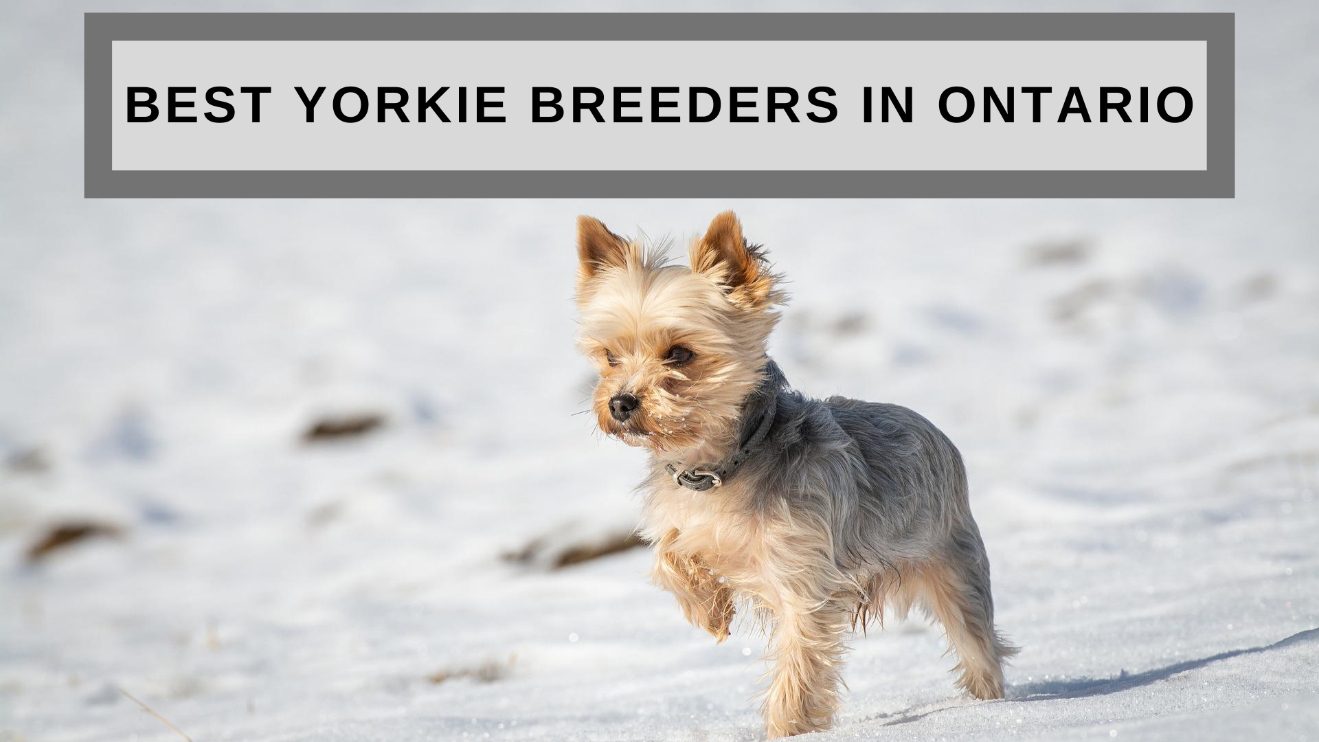 Best Yorkie Breeders in Ontario