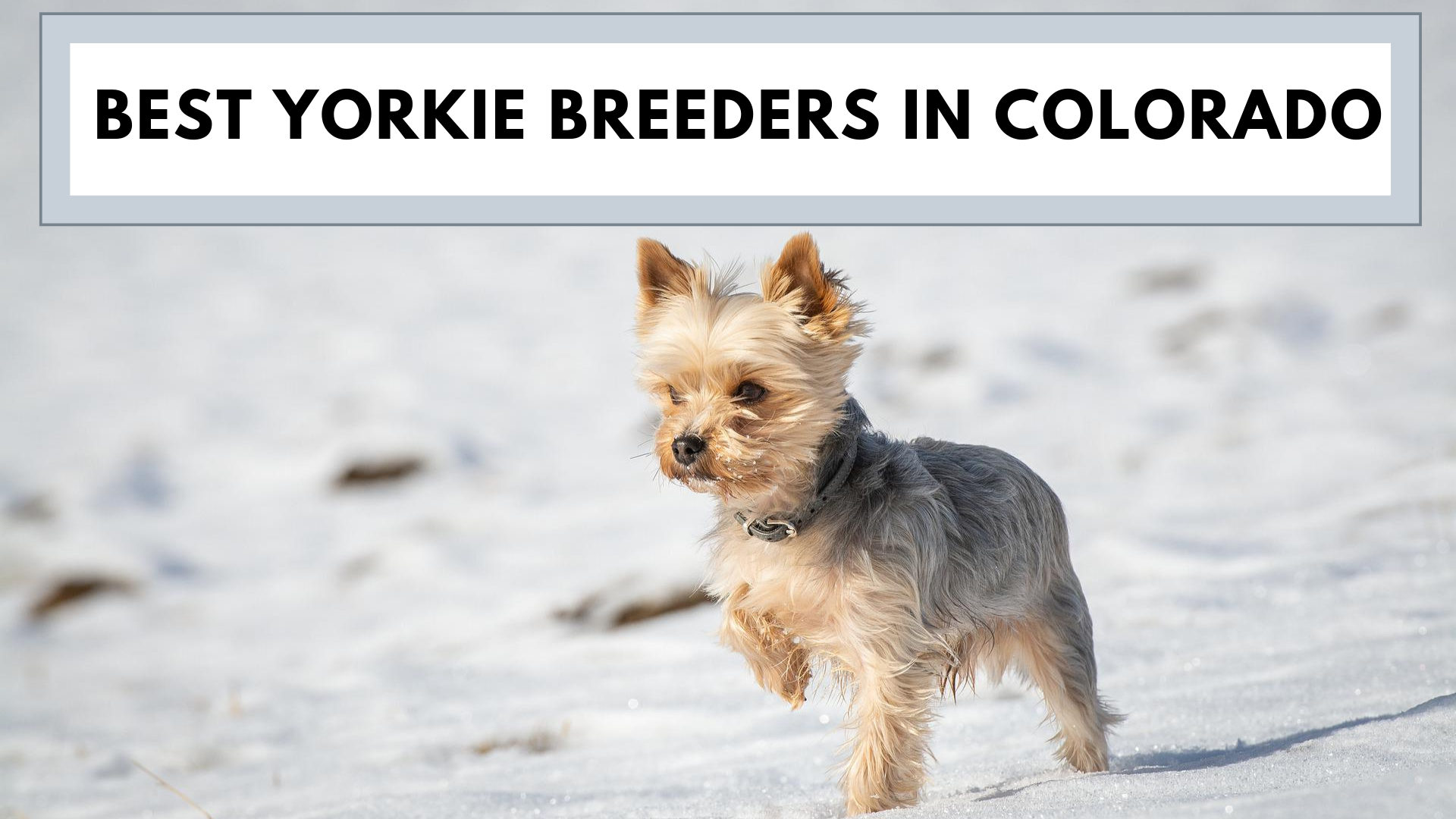 Best Yorkie Breeders in Colorado