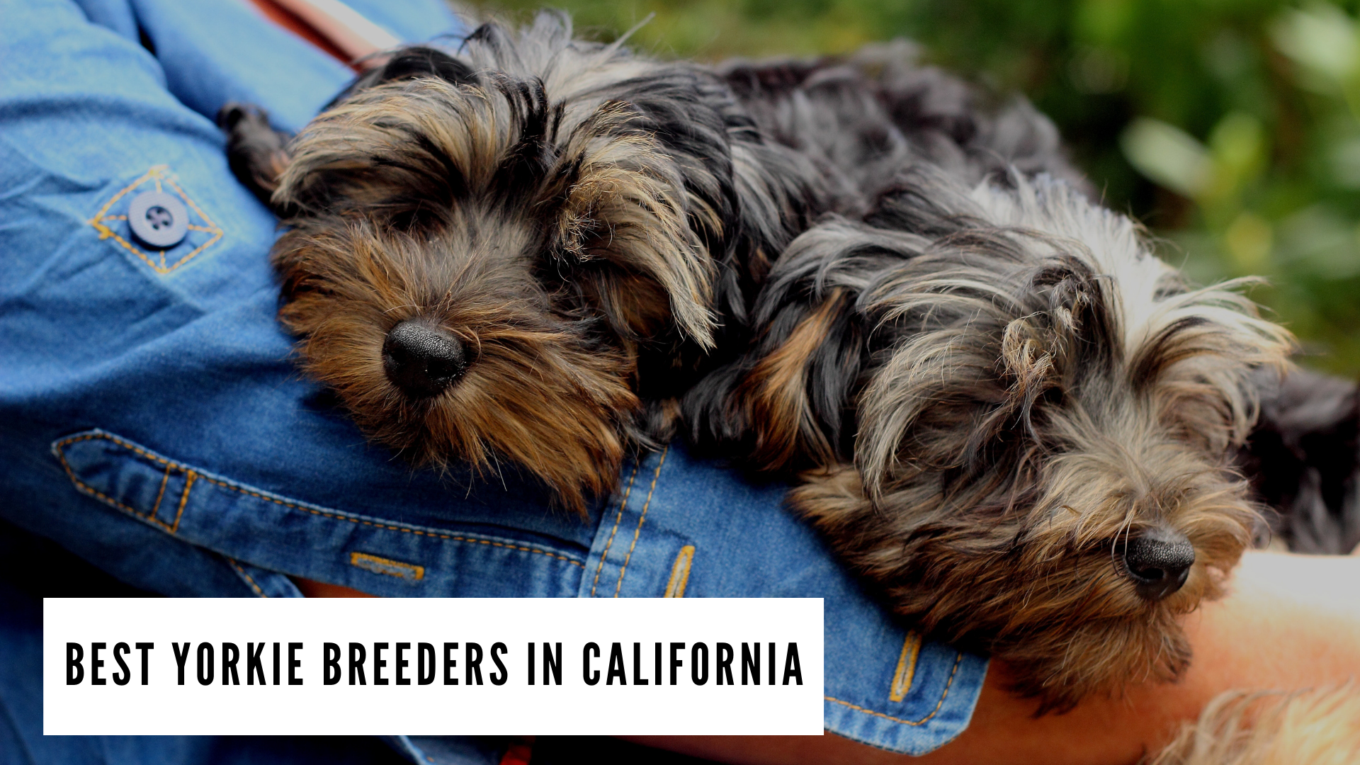 Best Yorkie Breeders in California (2022)
