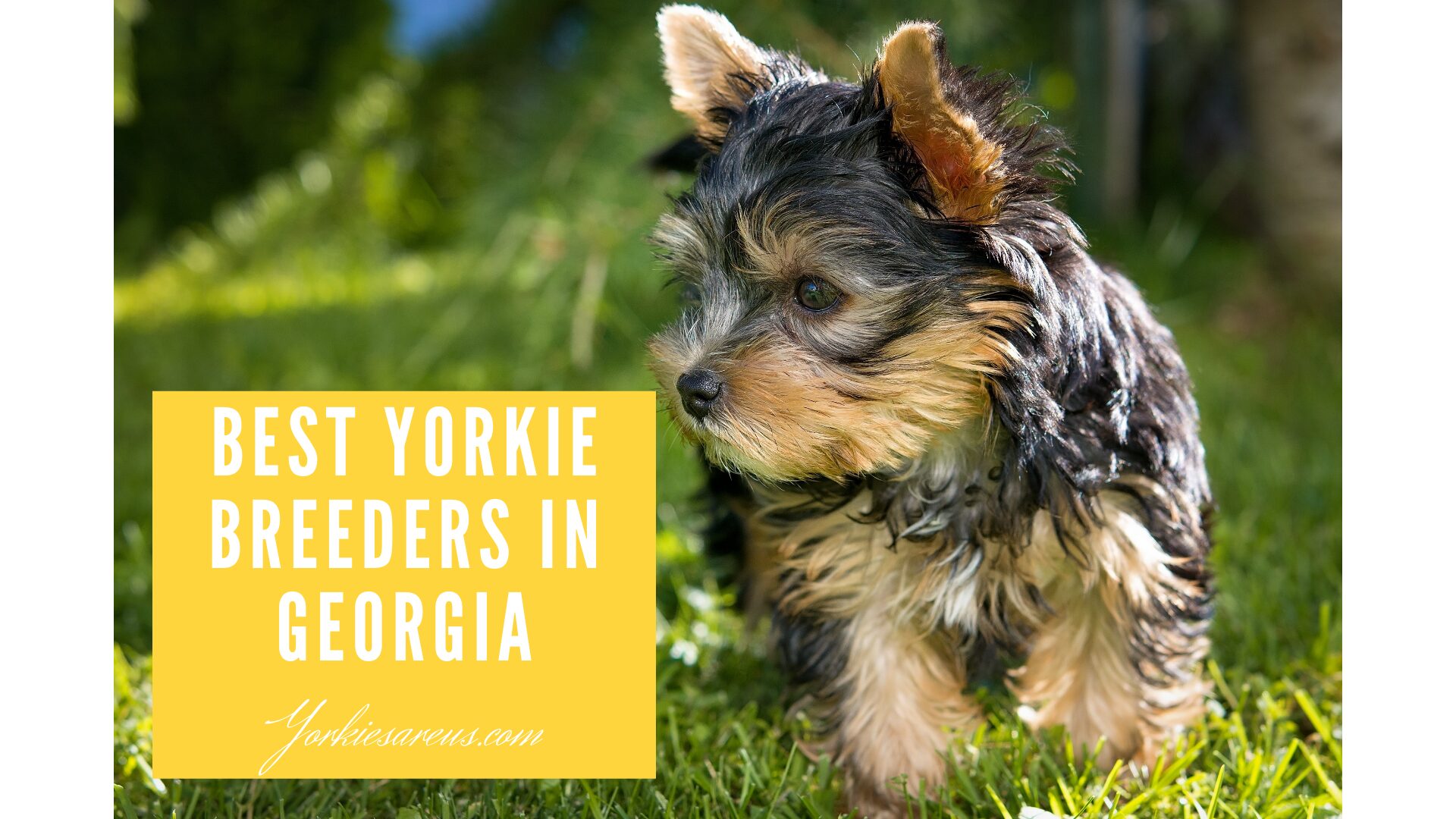 Best Yorkie Breeders in Georgia (2022)