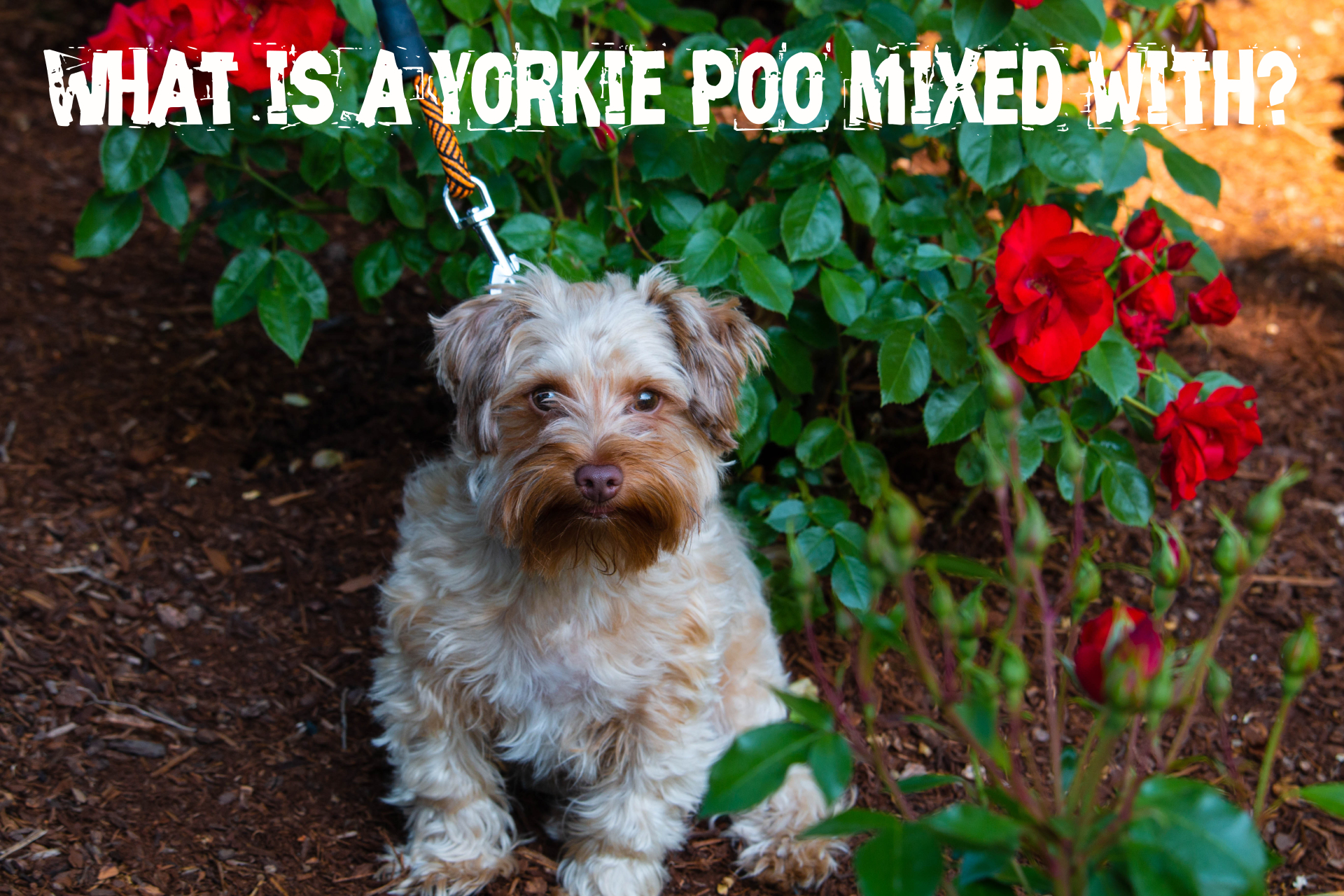What is a Yorkie Poo mixed with?