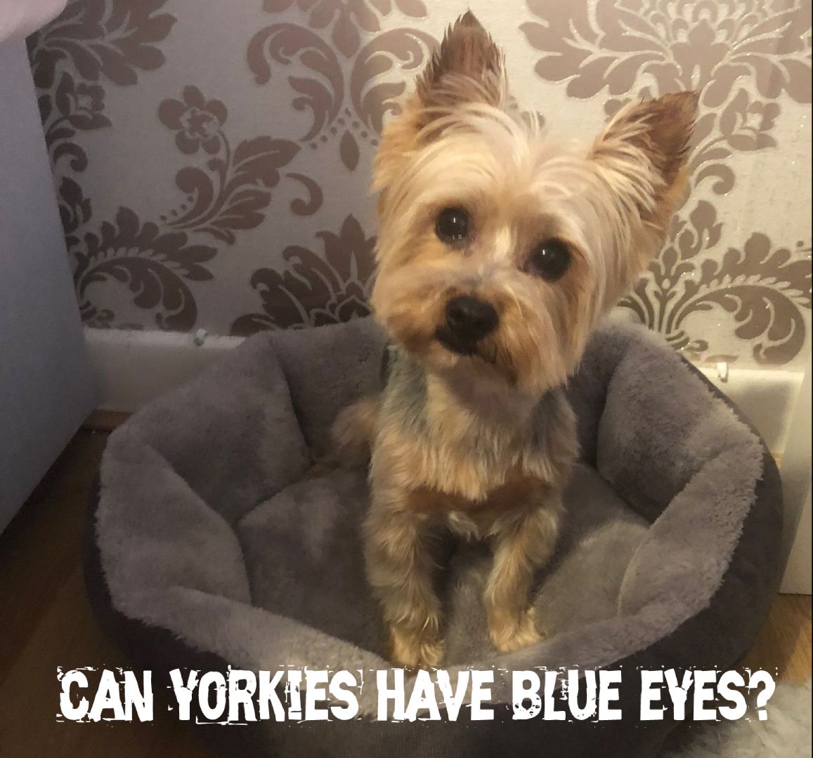 Can Yorkshire Terriers have blue eyes?