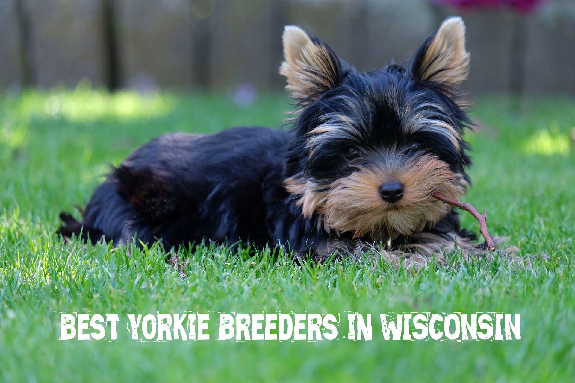 Best Yorkie Breeders in Wisconsin (2022)